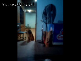Mis Carreras